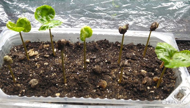 Виргинская черёмуха Кофе Арабика семена