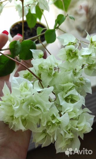 Бугенвиллия