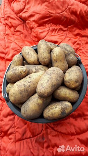 Картофель королева Анна крупный и семенной