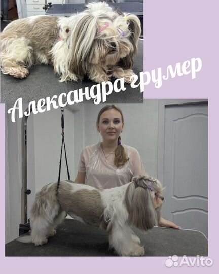 Груминг собак и кошек