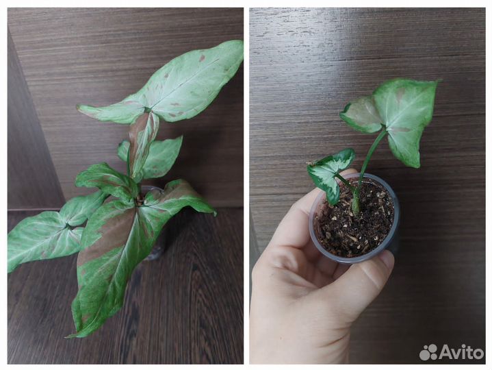 Сингониумы все по 100