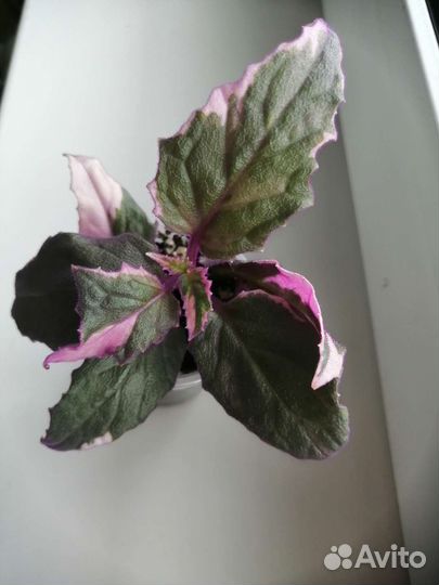 Генура вариегатная