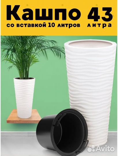 Пальма хамедорея в комплекте с кашпо