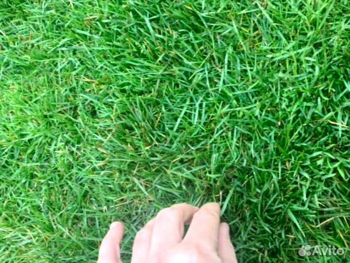 Рулонный газон