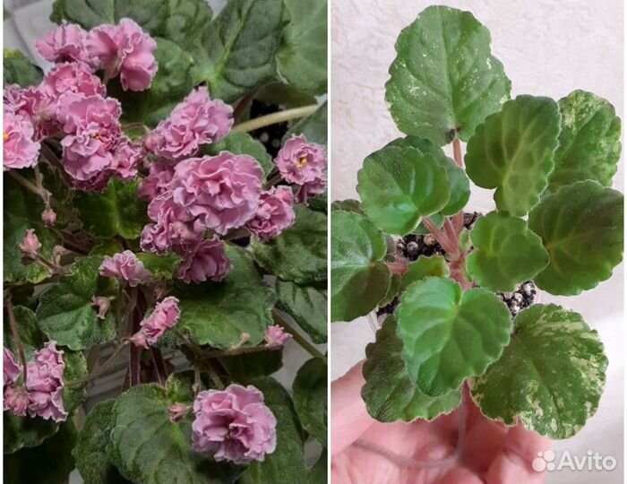 Фиалки-трейлеры