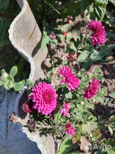 Хризантема