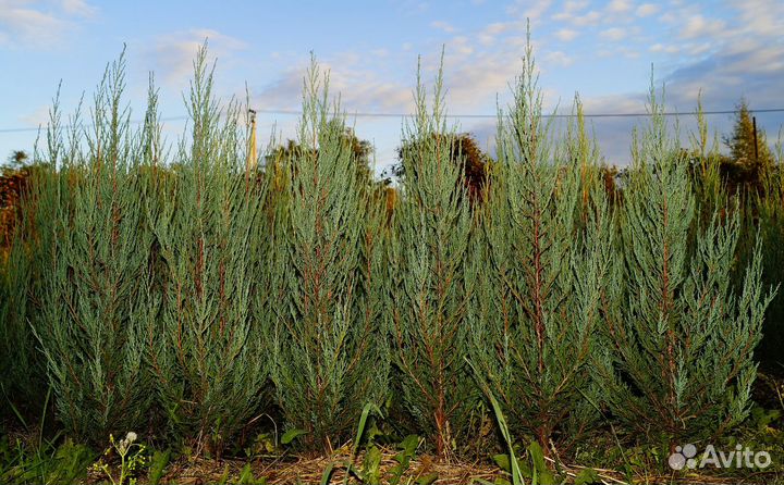 Можжевельник скальный, скальник