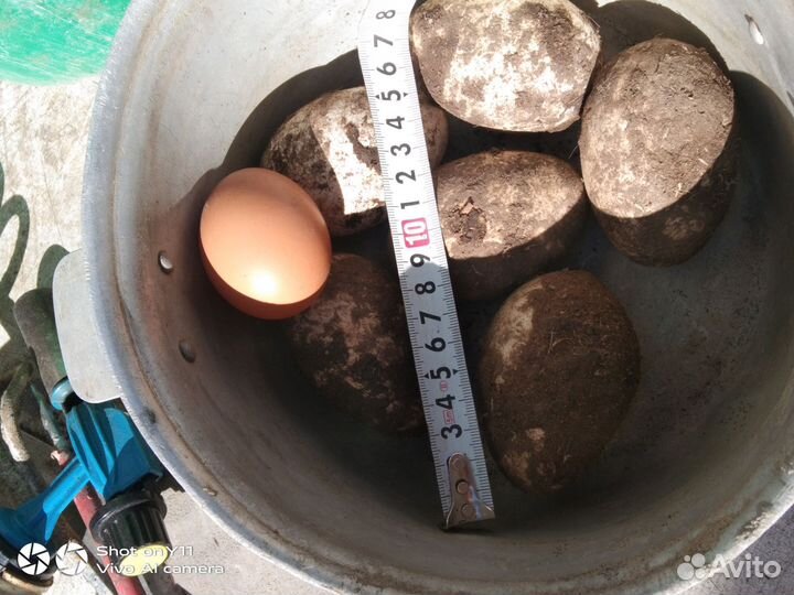 Гуси линда 13штук