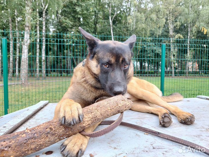 Бельгийская овчарка вязка