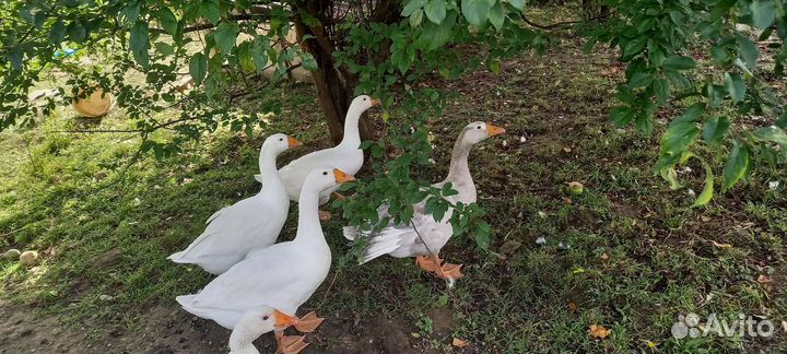 Гуси трёхмесячные, Линда и Серый уральский