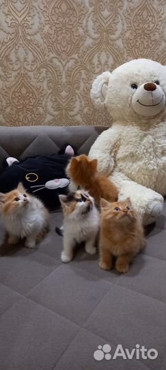 Кошка в дар бесплатно