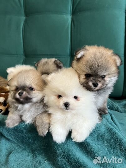 Померанский шпиц