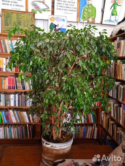 Фикус бенджамина большой