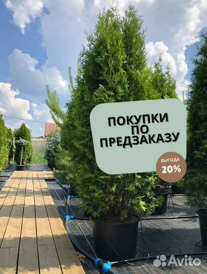 Туя Брабант 1,5 м