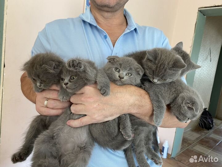 Британские котята