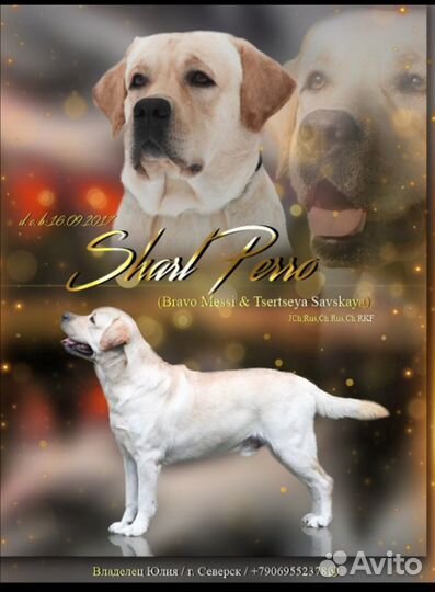 Лабрадор ретривер