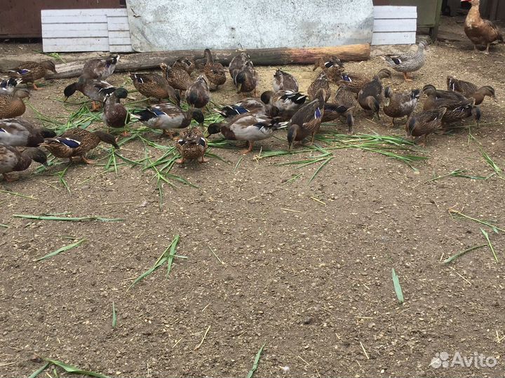 Продам подсадных уток (кряква)
