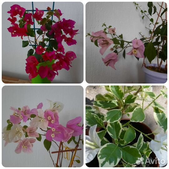 Бугенвиллея