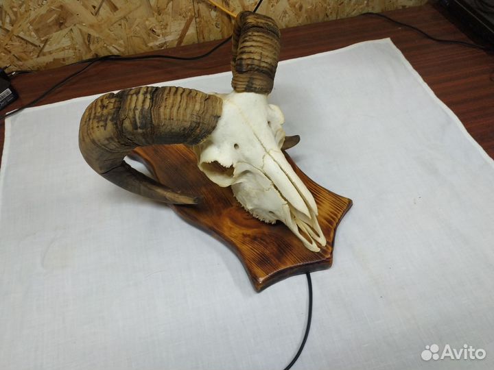 Светильник из черепа барана
