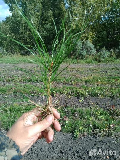 Сеянцы на доращивание окс