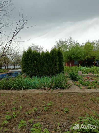 Туя смарагд 2,80м