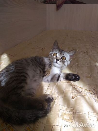 Британские котята