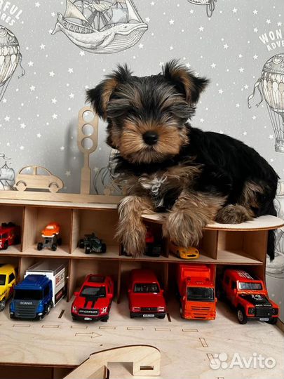 Йоркширский терьер