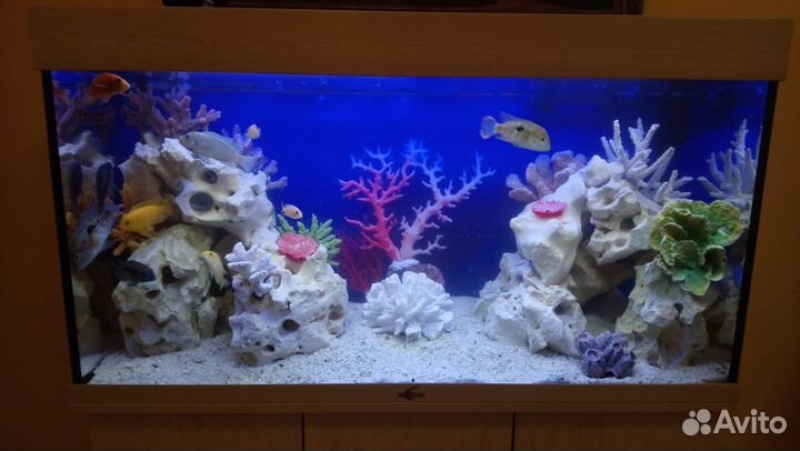 Обслуживание (чистка) аквариумов