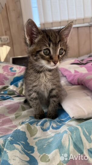 Котенок в добрые руки