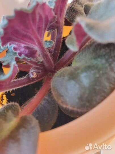 Фиалки кашпо горшки