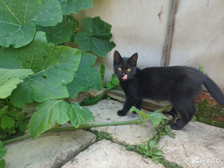 Чёрные котята