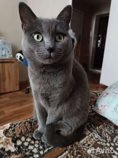 Кошка Мышка в добрые руки