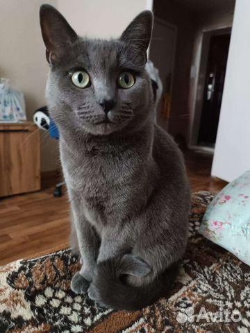 Кошка Мышка в добрые руки