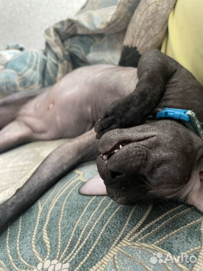 Донской сфинкс