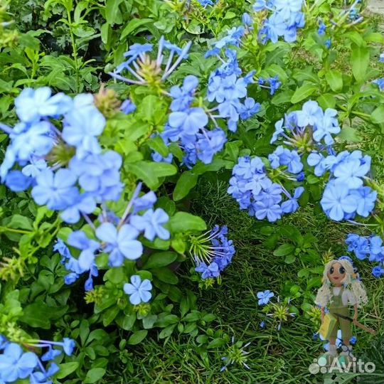 Свинчатка голубая или Плюмбаго. Редкие растения