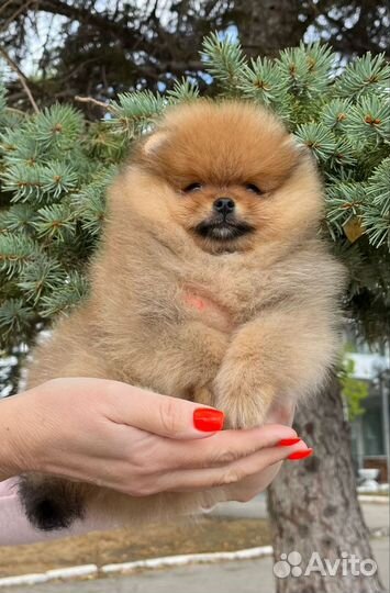 Померанский шпиц