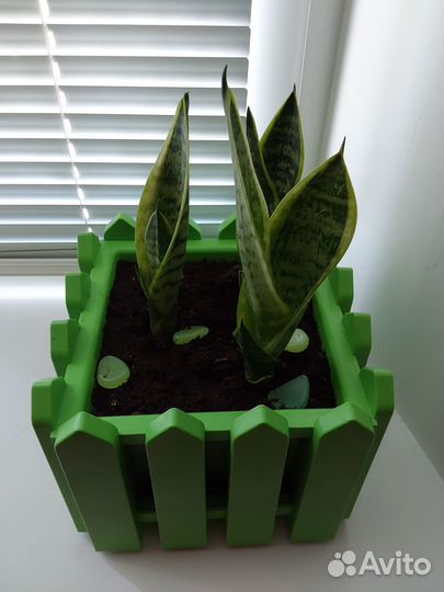 Сансинвьерия сортовая низкая