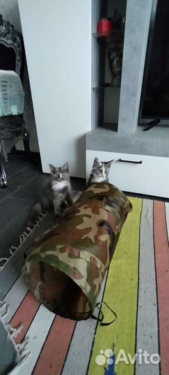 Котята Мейн-кун