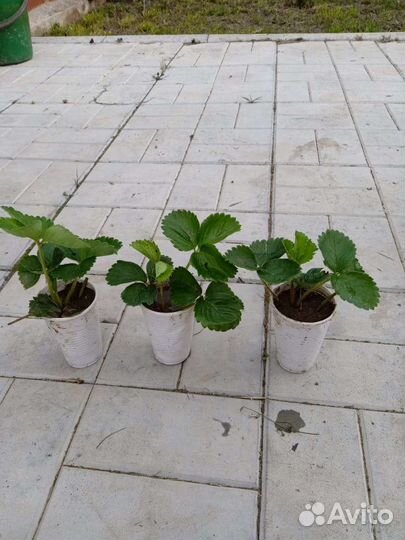 Рассада ягод Азия, Хоней