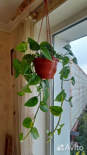 Эпипремнум