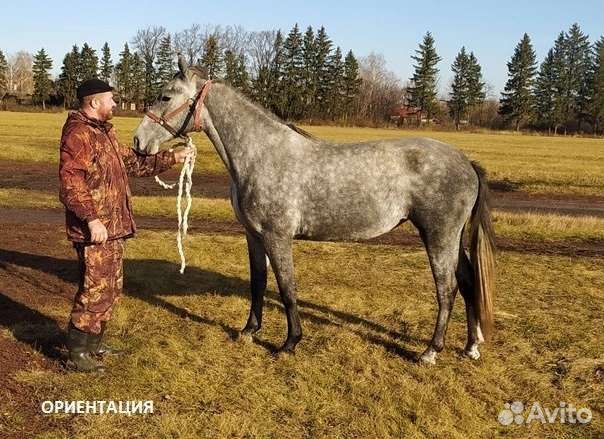 Лошадь. Орловский рысак