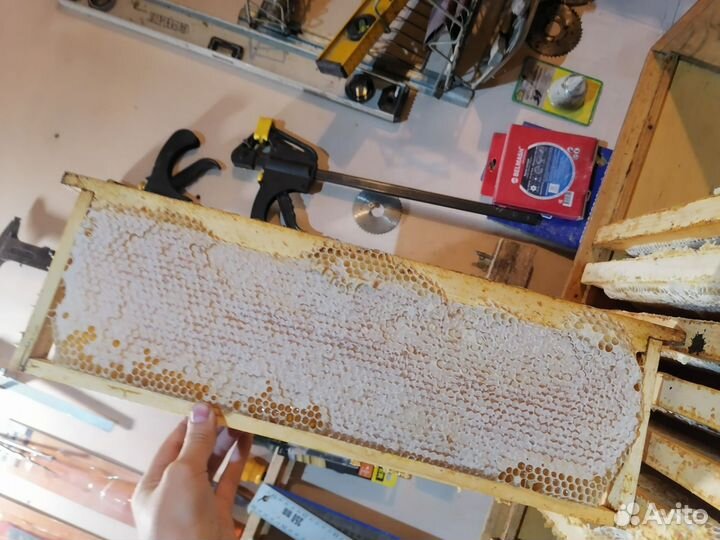 Матки Buckfast B56, отводки пчёл