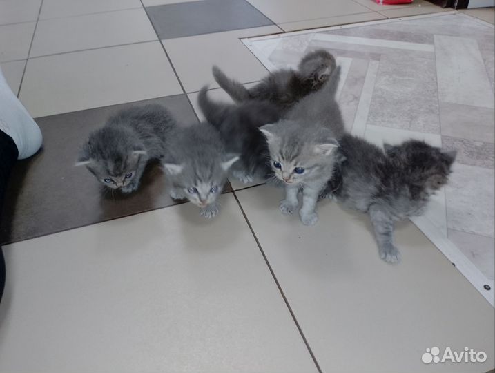 Котёнок британский