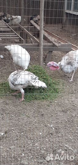 Индюки домашние