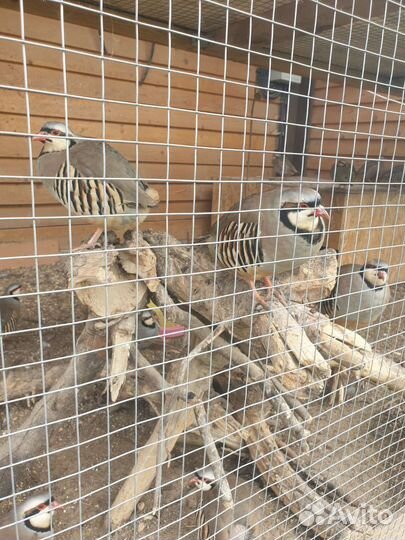 Инкубационное яйцо кеклика