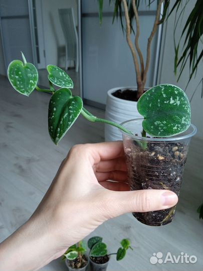 Сциндапсус пиктус аргиреус