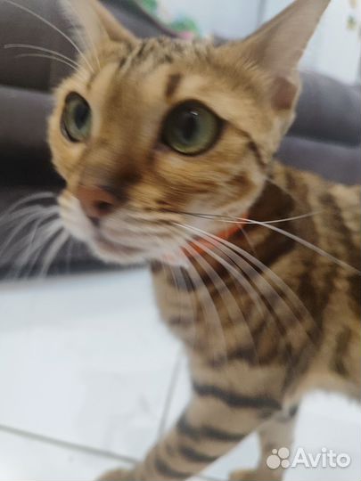 Бенгальская кошка