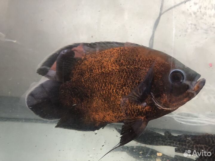 Аквариум 70литров + Золотой астронотус