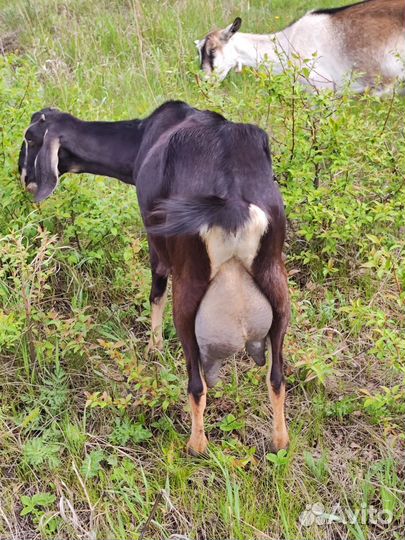 Коза дойная молочная