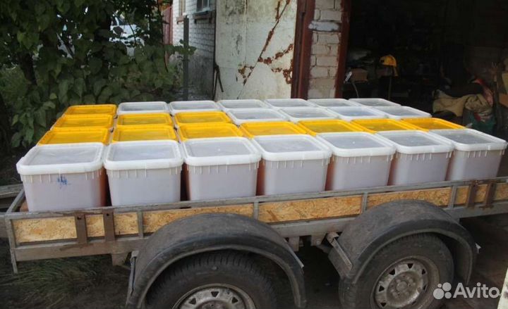 Мёд подсолнуха оптом, откачан август 2023 г